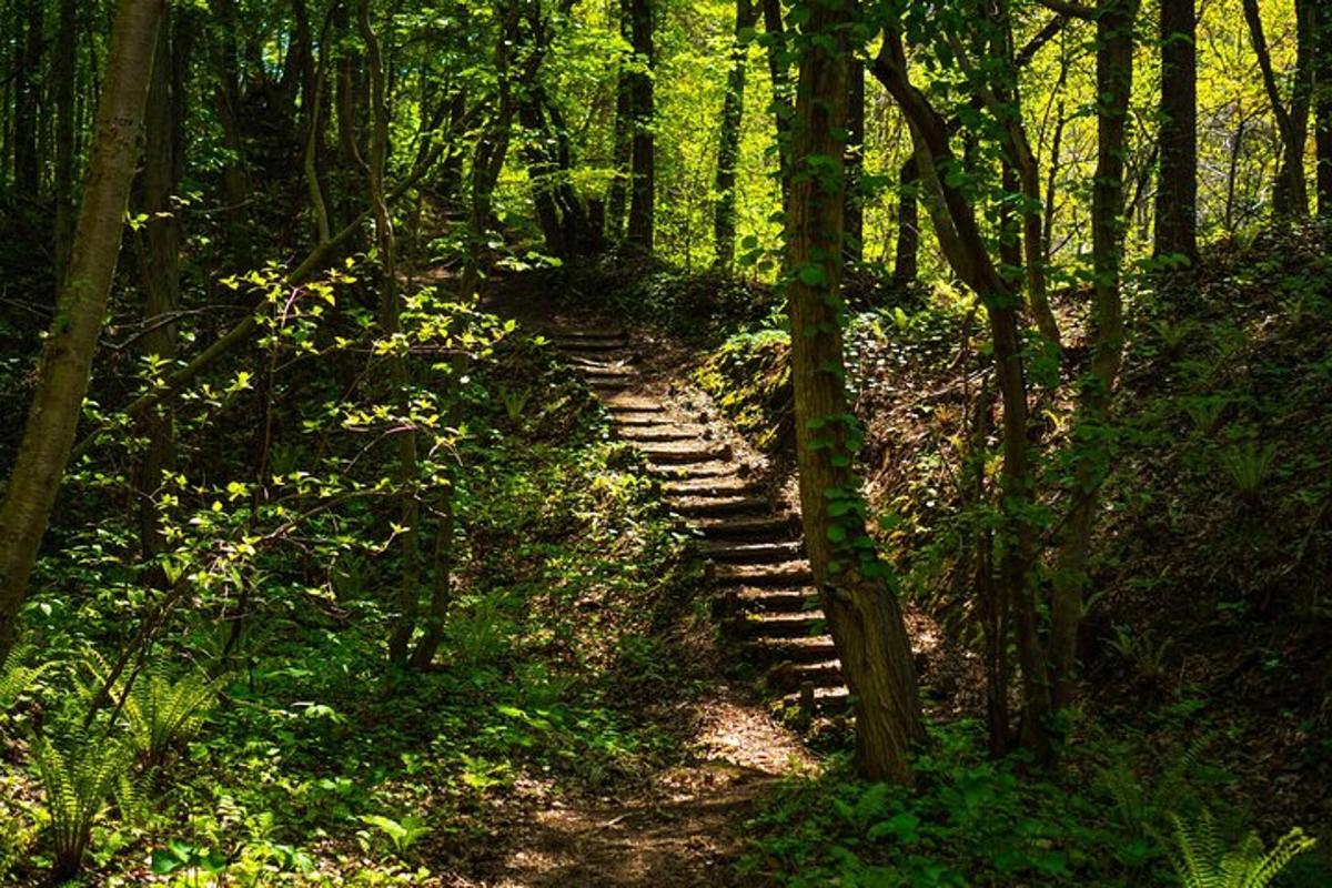 um caminho de madeira no meio de uma floresta