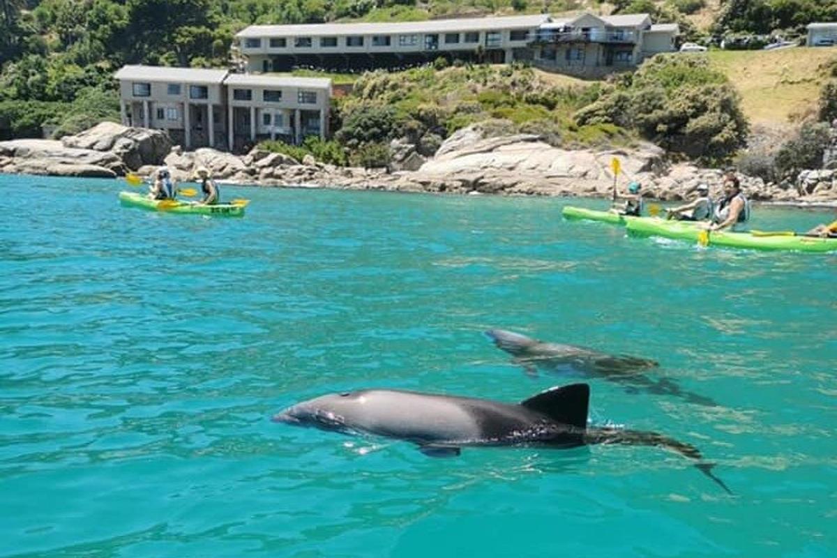a dolphin swimming in the water with people on kayaks