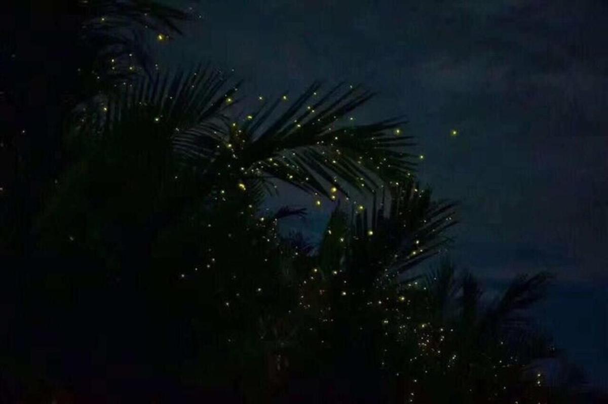a palm tree is lit up at night