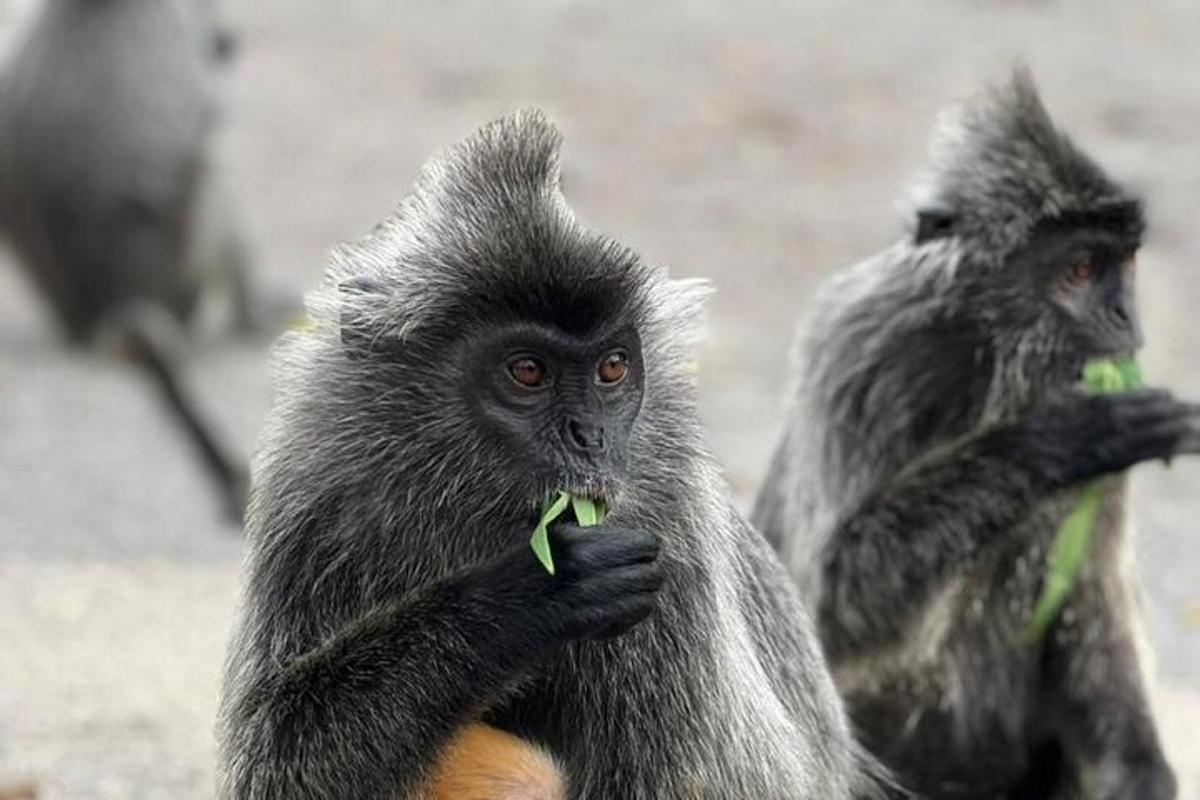 a monkey eating a leaf with another monkey in the background