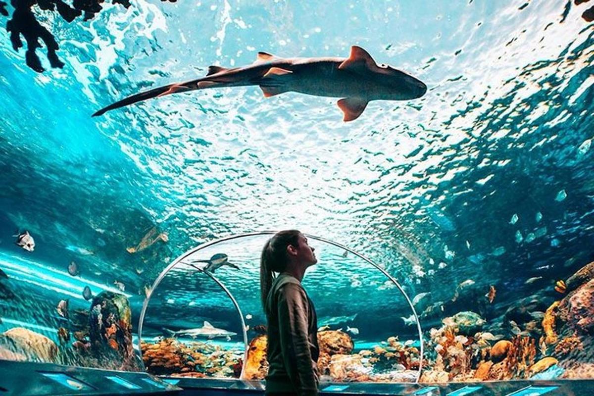 seorang lelaki melihat ikan di dalam akuarium
