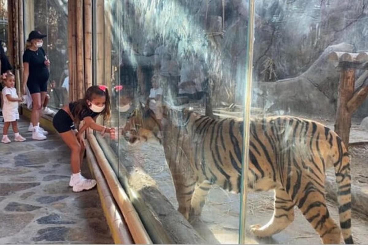 動物園でトラを撫でる少女