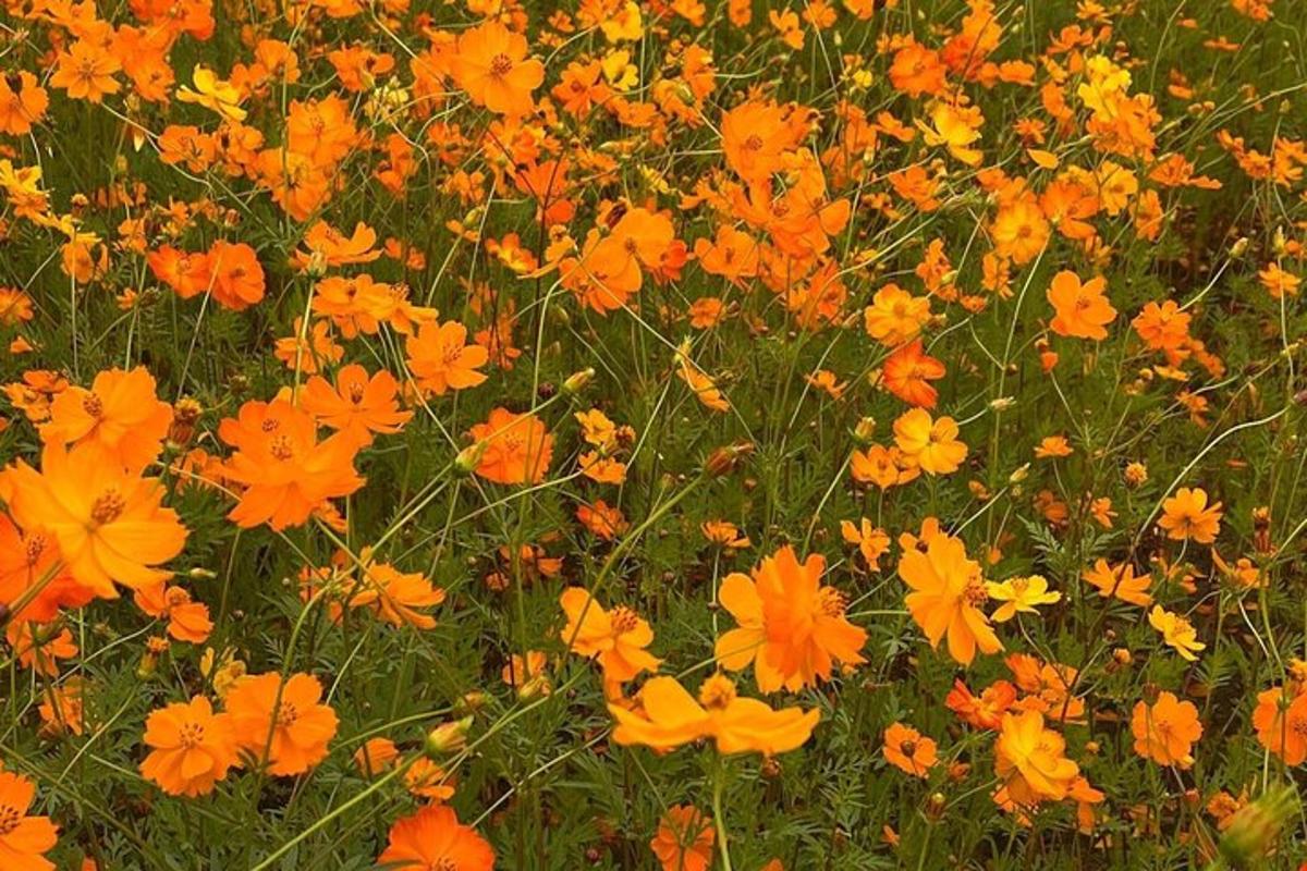 un campo di fiori arancioni e gialli in un campo