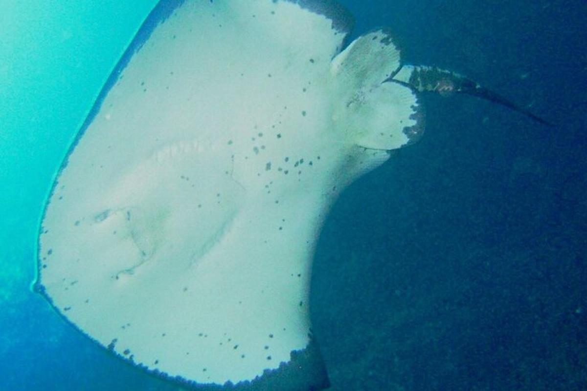 a white shark swimming in the water