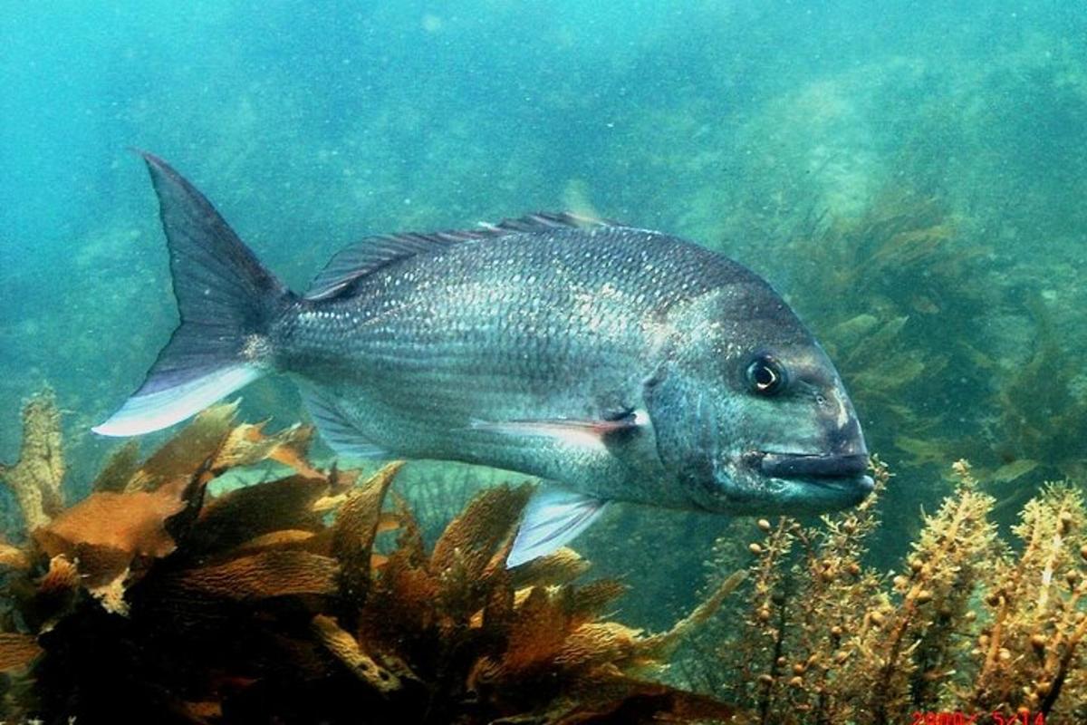 a large fish swimming in the water