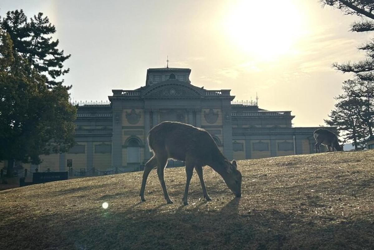 una giraffa che mangia erba davanti a un edificio