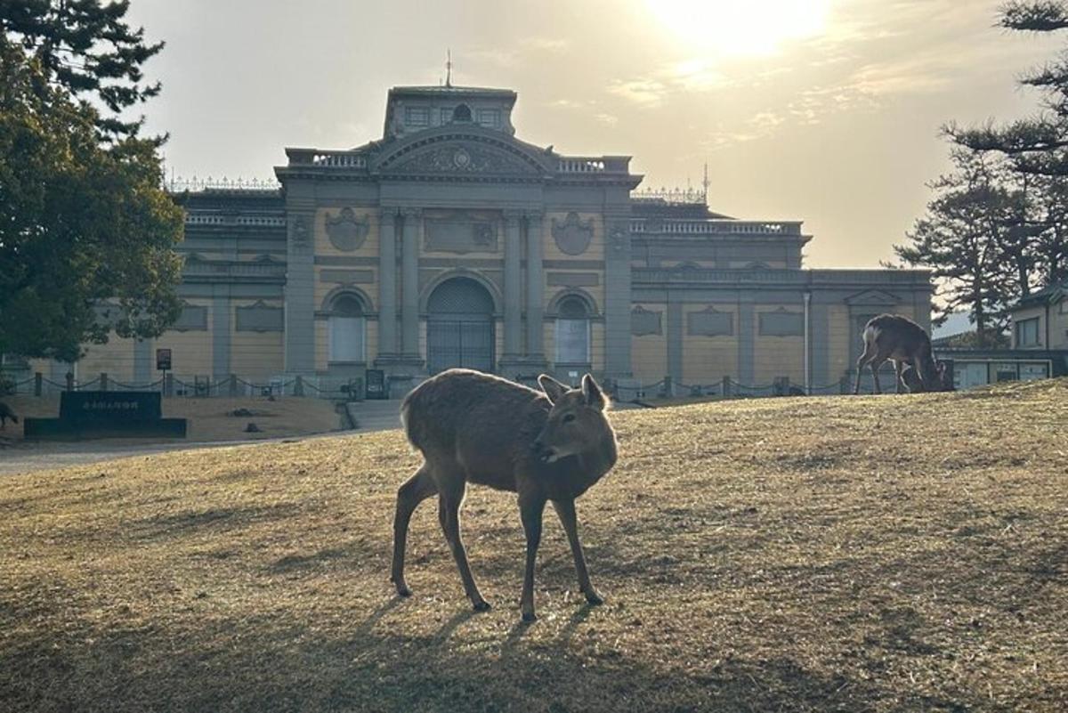 un cervo che cammina davanti a un grande edificio