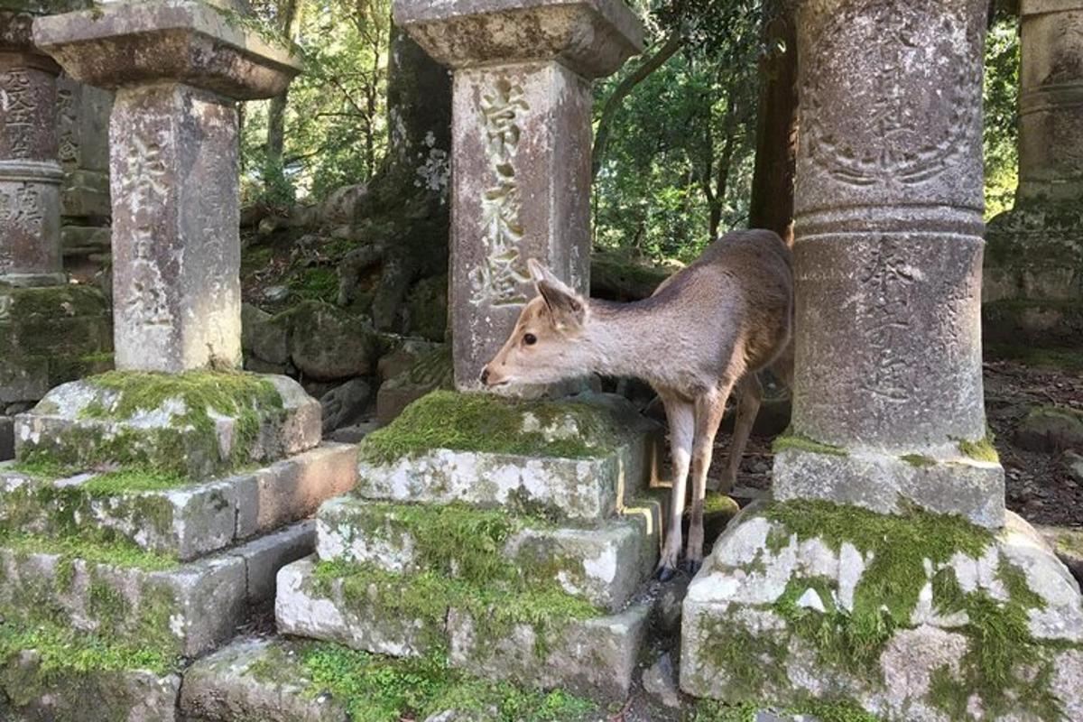 Un ciervo parado sobre un pilar de piedra en un cementerio.
