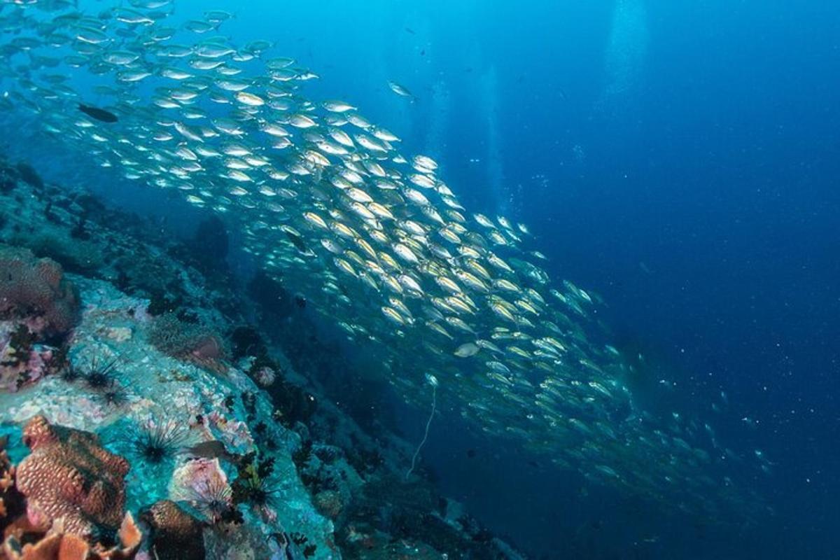 sekumpulan ikan berenang di sekitar terumbu karang