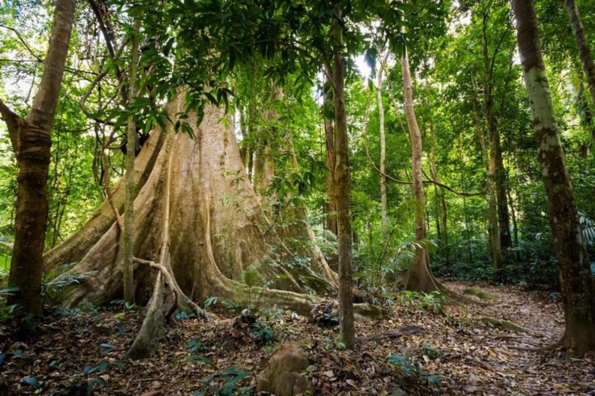 un grande albero in mezzo a una foresta