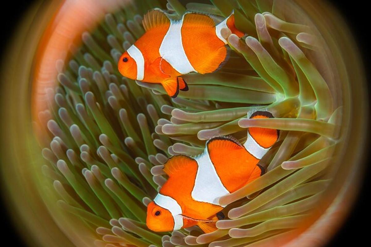 a group of orange and white fish in an ocean anemone
