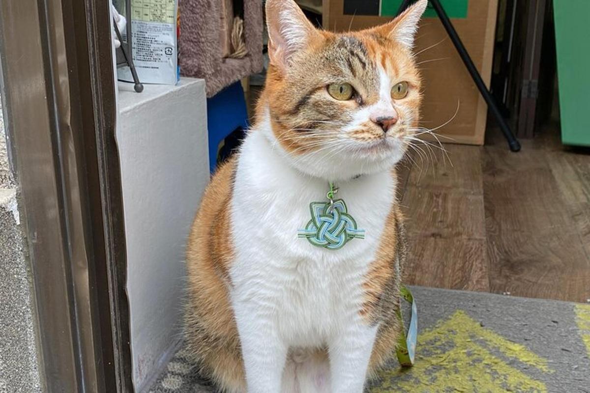 un gato sentado delante de una puerta