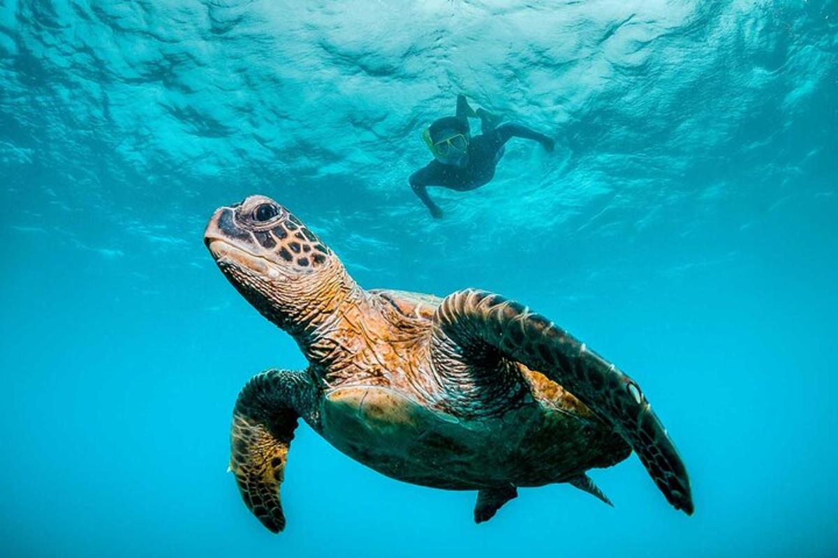 a man swimming next to a turtle in the water