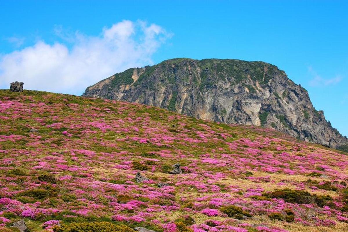 a mountain covered in pink flowers on a hill