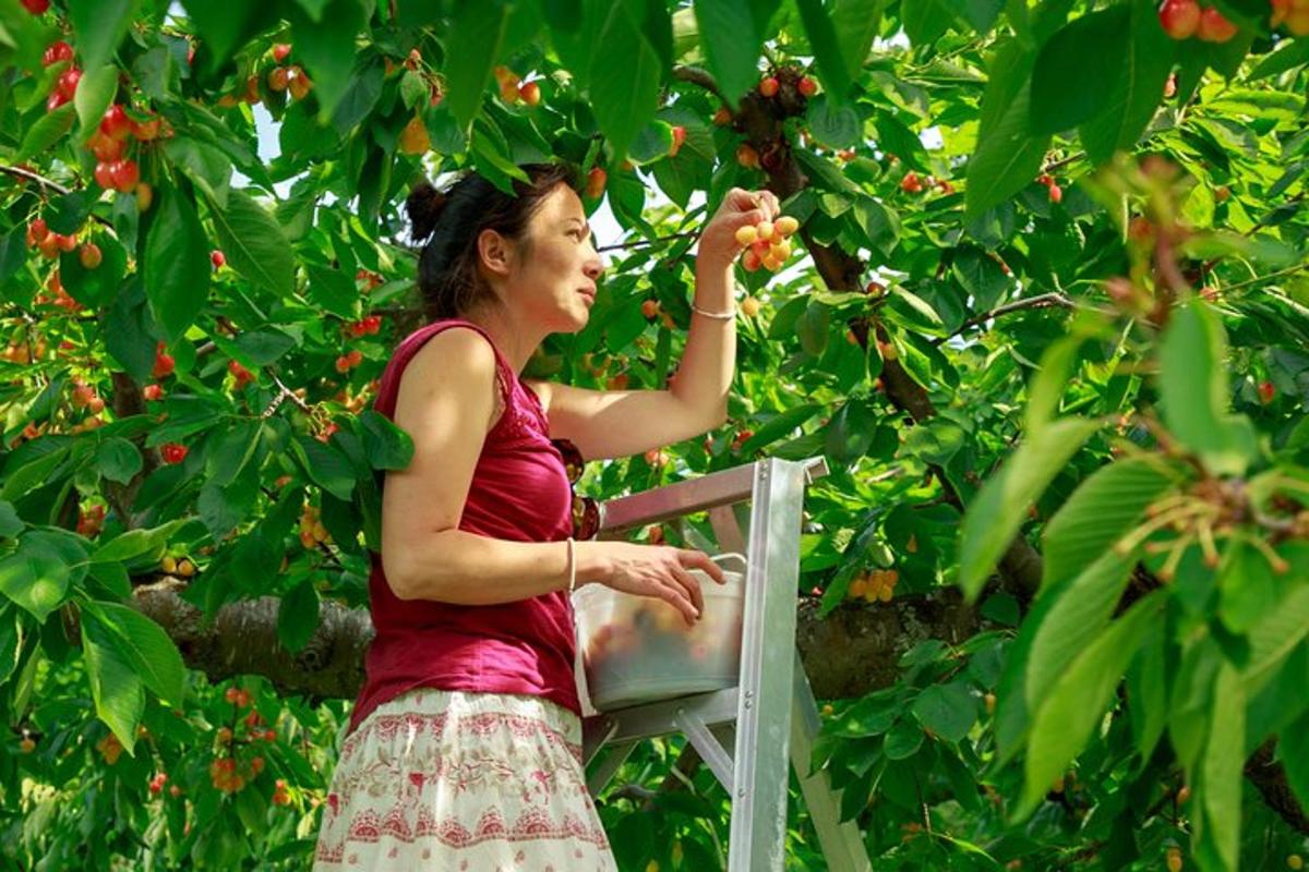 Una mujer en una silla recogiendo fruta de un árbol.