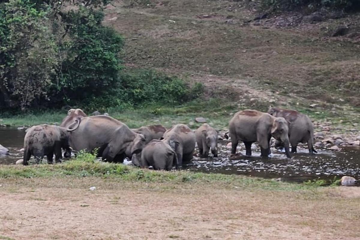 a herd of elephants standing in the water