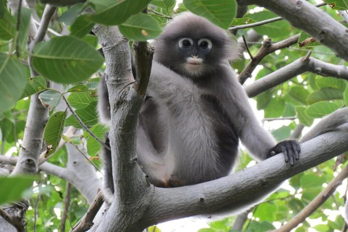 a monkey sitting on top of a tree branch