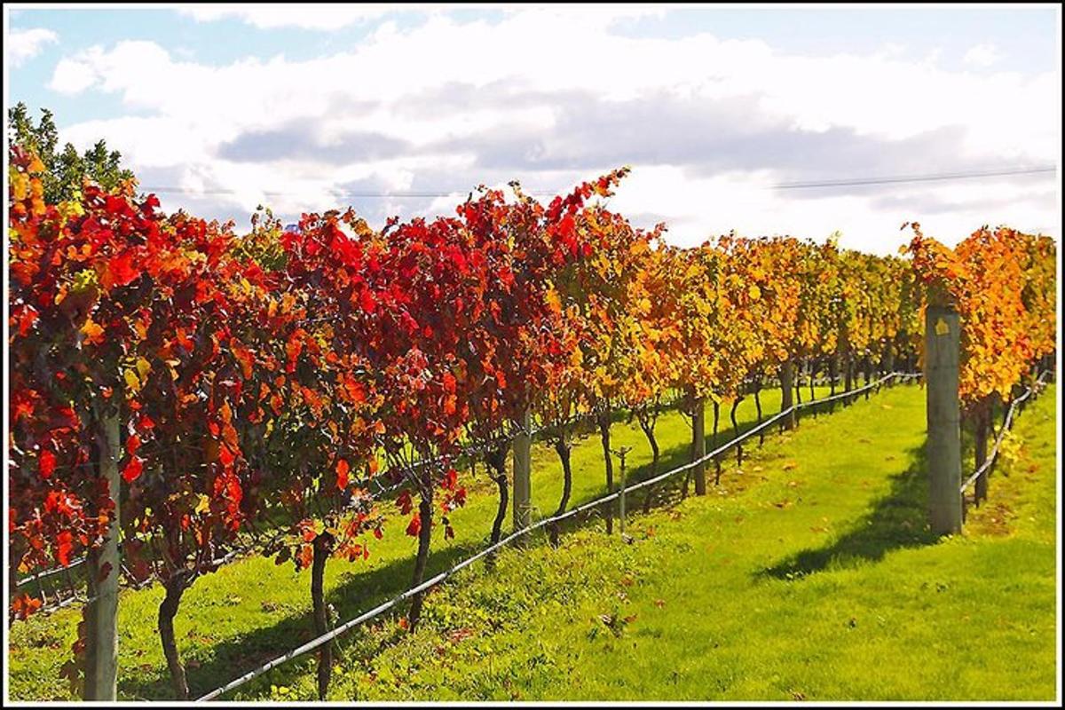 a row of trees with red and orange leaves