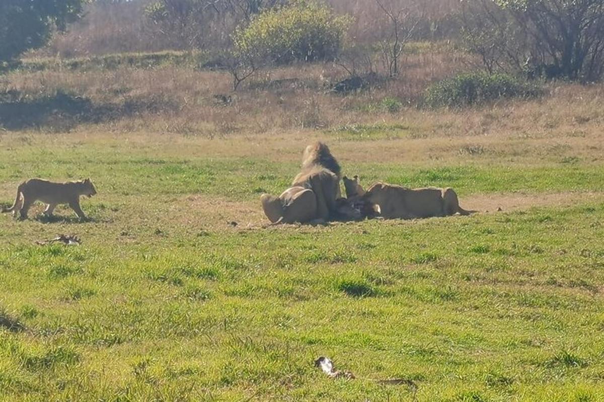 Un grupo de elefantes y un oso en un campo