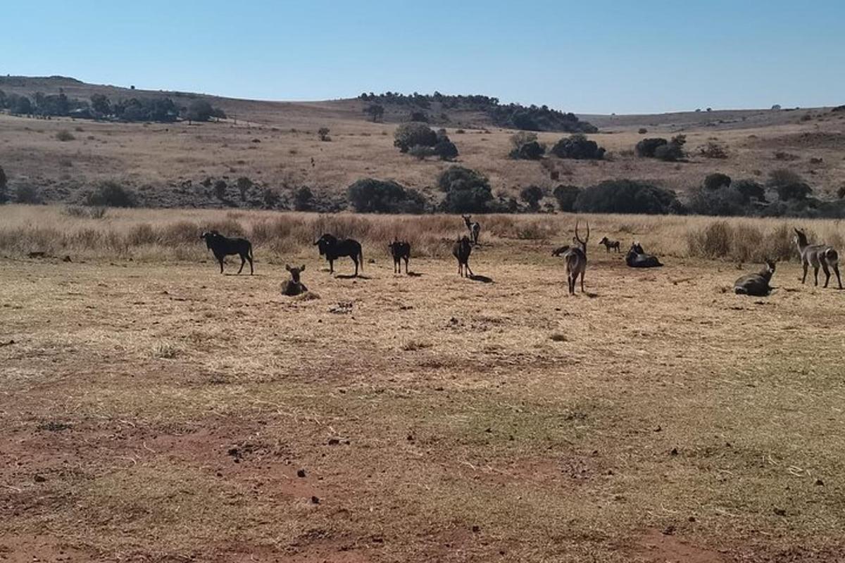 um grupo de animais em um campo