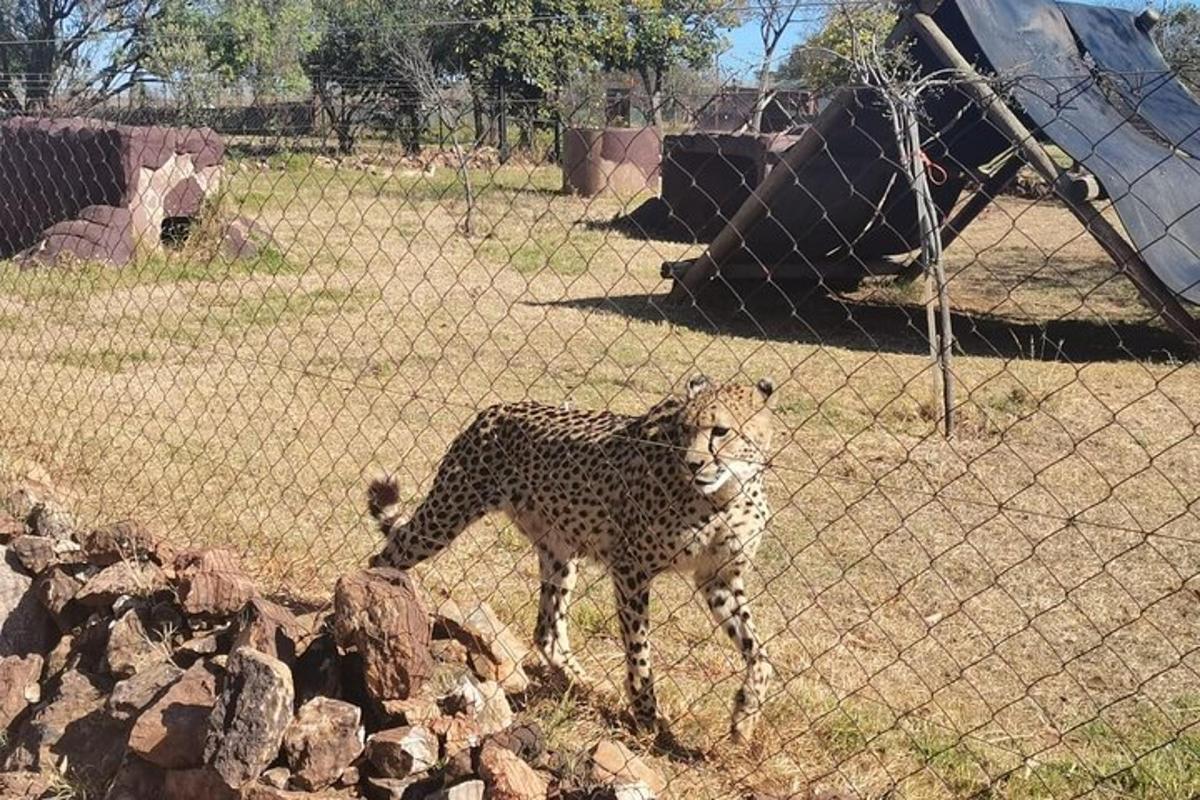Un guepardo de pie junto a una valla