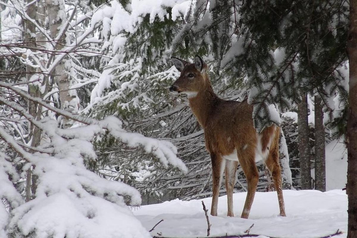 a deer standing in the snow next to trees
