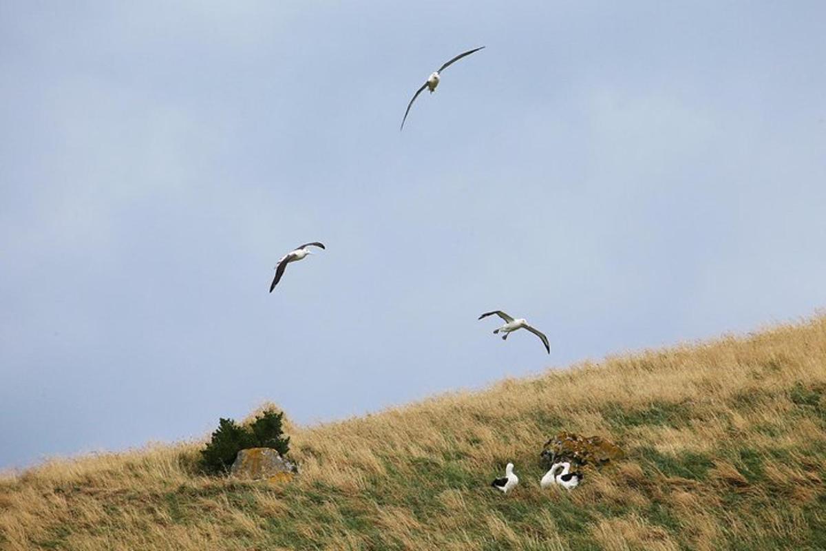 three birds are flying over a grassy hill