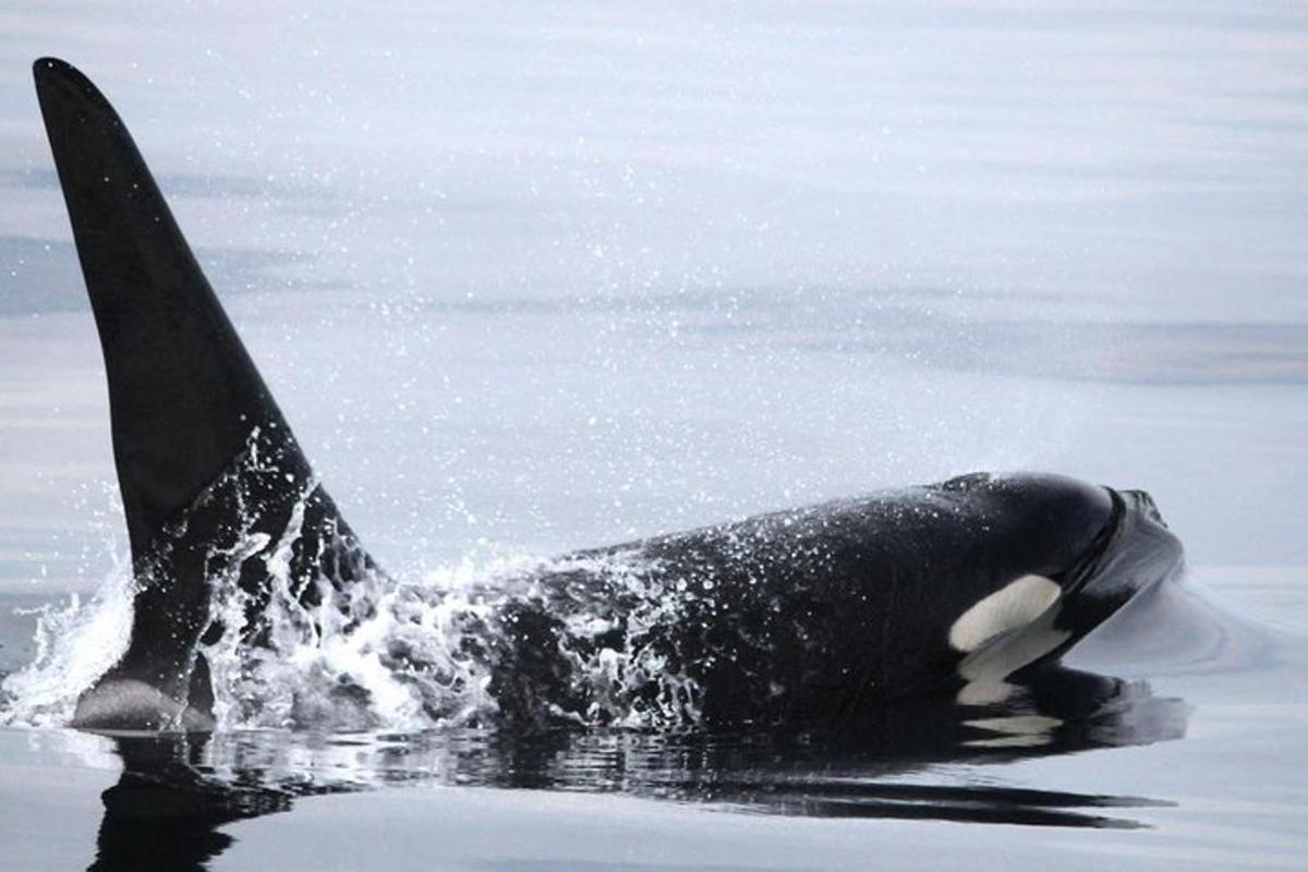a killer whale swimming in the water