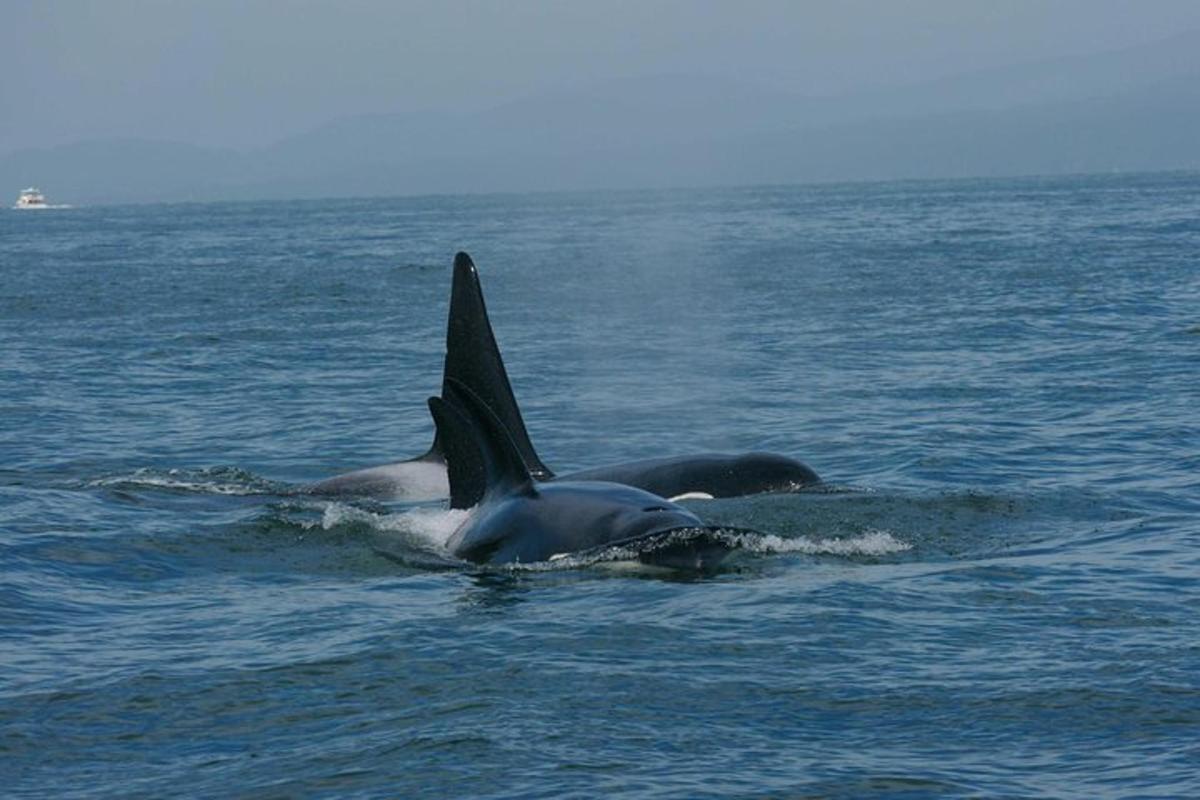 a dolphin swimming in the water with its fins out