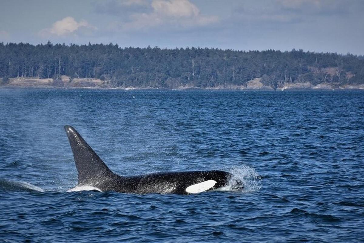 a killer whale swimming in a body of water
