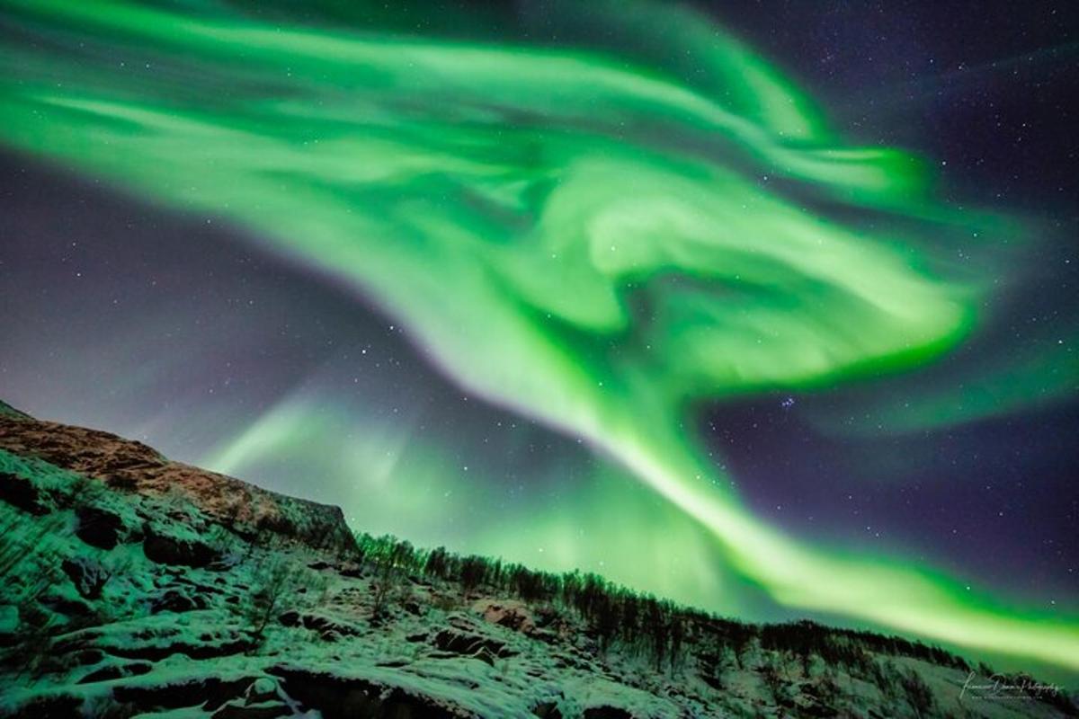 aurora na nebu s snegom in drevesi