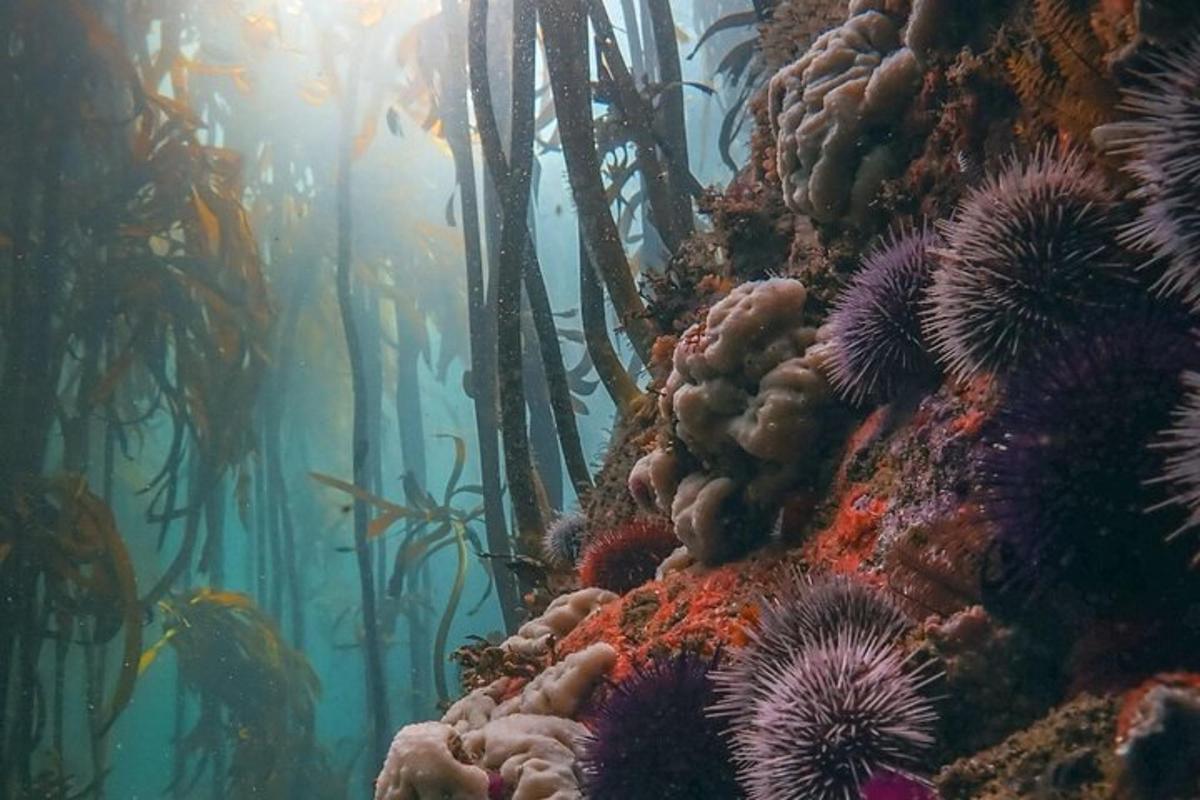 una imagen submarina de un arrecife de coral