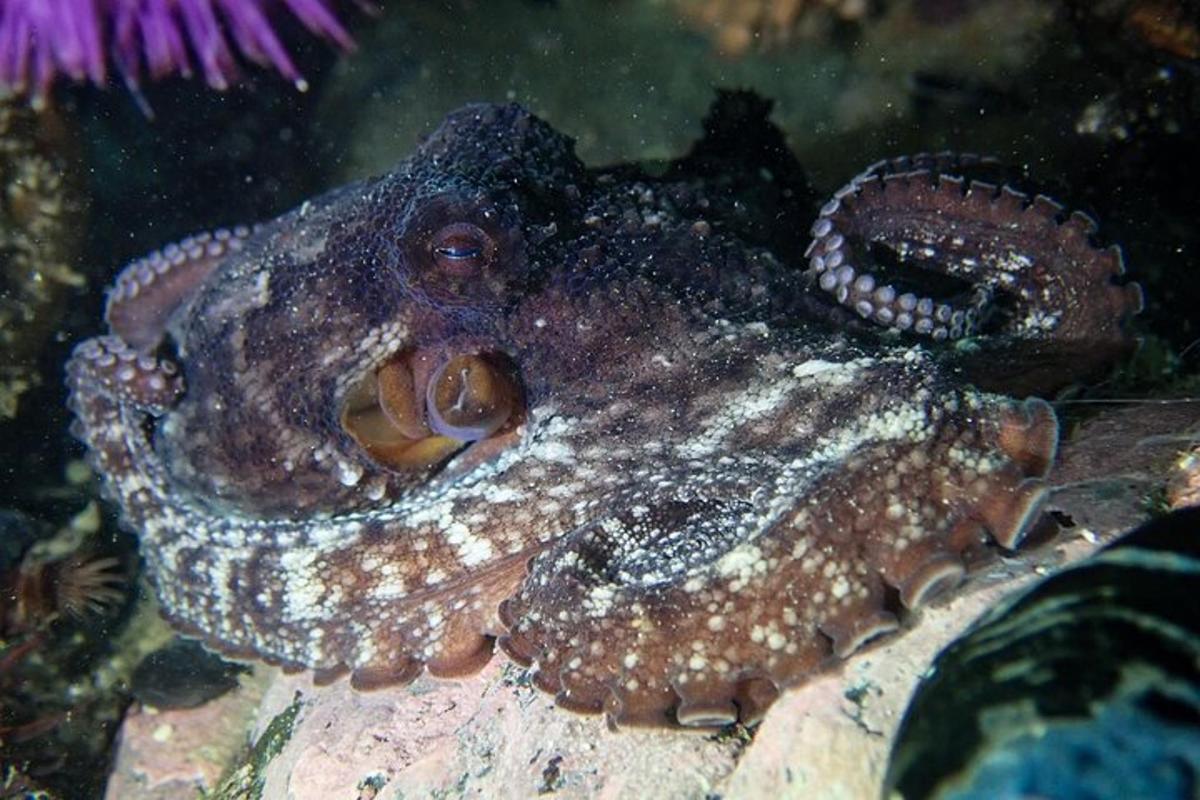Un pulpo recostado sobre una roca en el agua