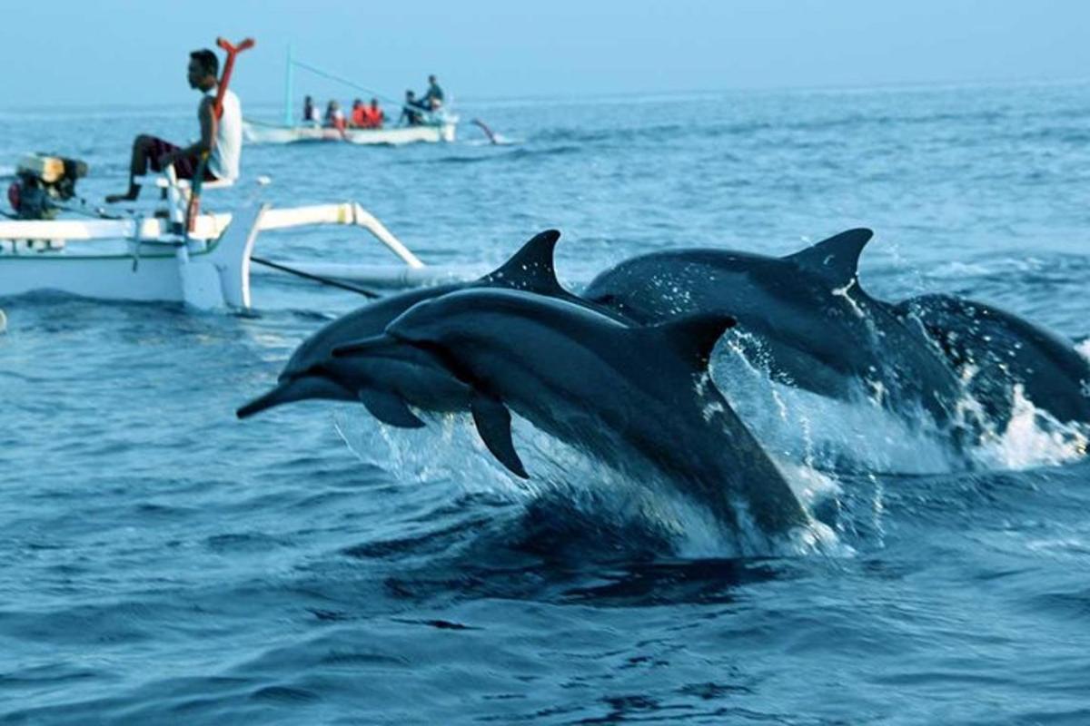 tre delfini in acqua accanto a una barca
