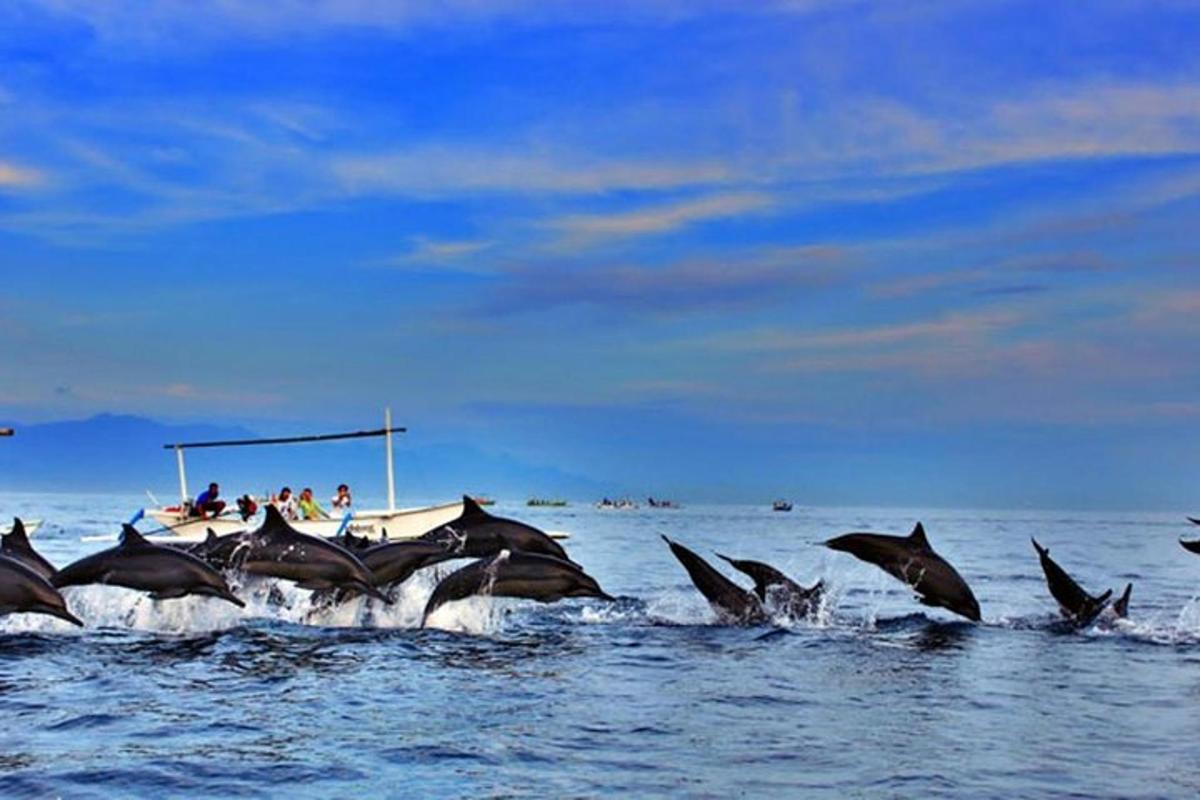 a group of dolphins in the water near a boat