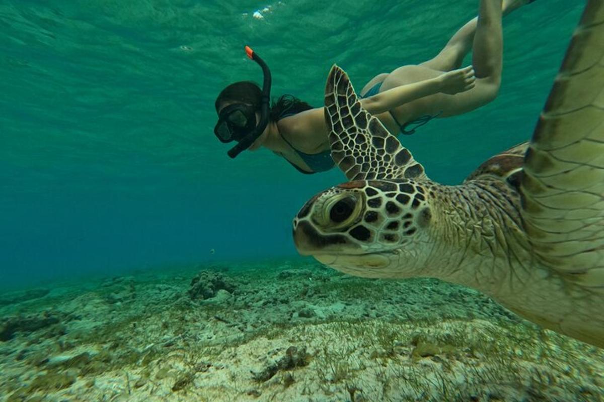 oseba, ki plava poleg želve v oceanu