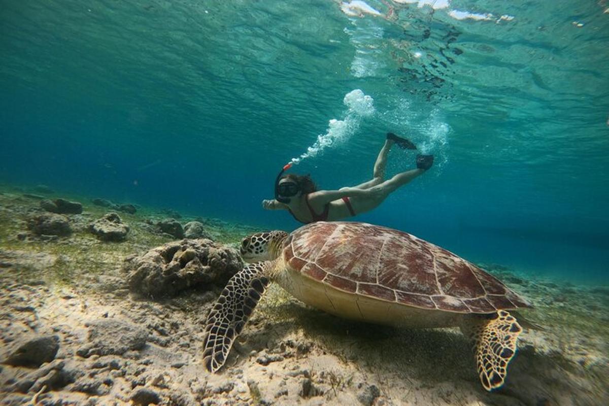 Un hombre nadando en el océano junto a una tortuga.