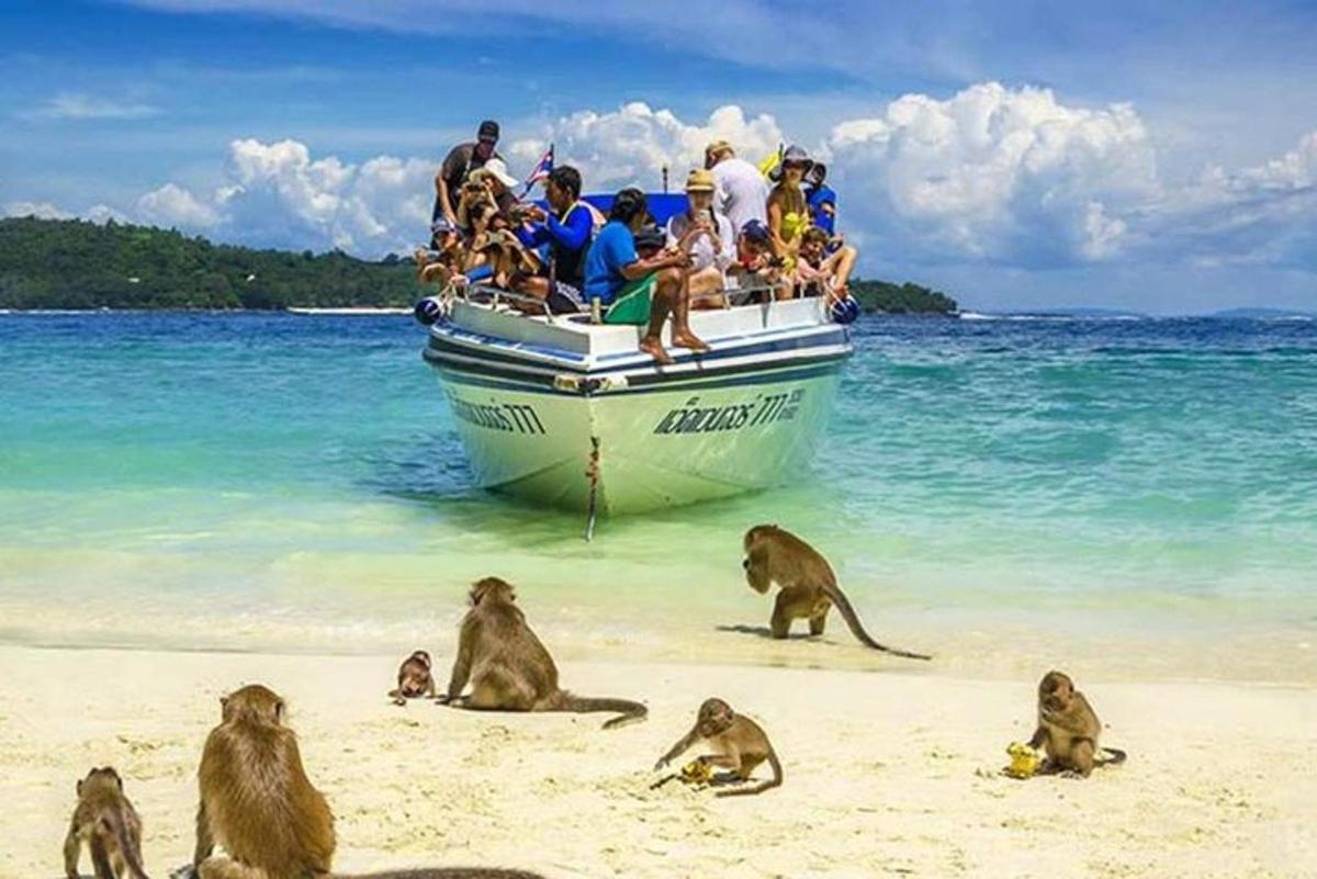 un grup de micos asseguts a la platja al costat d'un vaixell