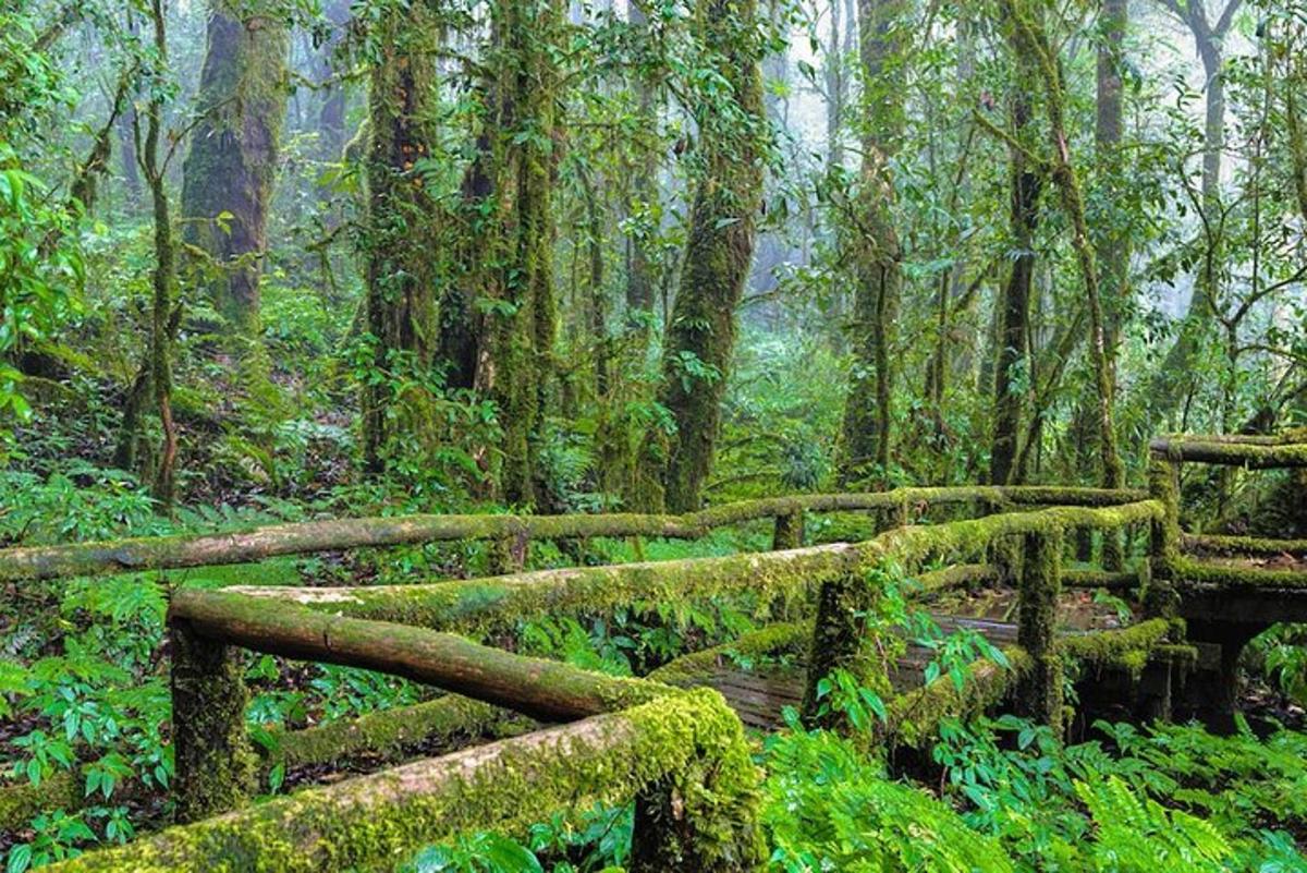 a wooden bridge in a forest with moss covered trees