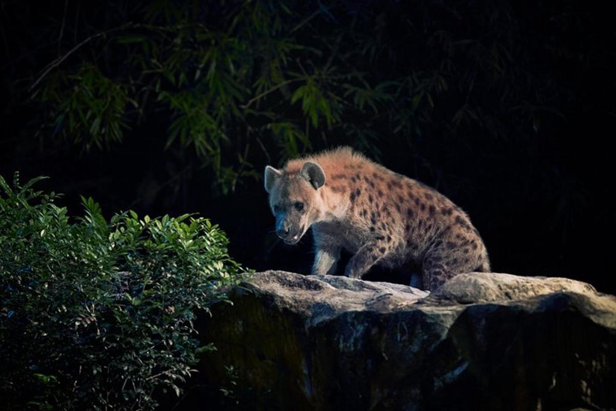 hyena stojaca na vrchole skaly