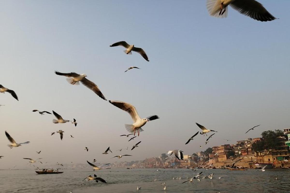 sekawan burung terbang di atas badan air