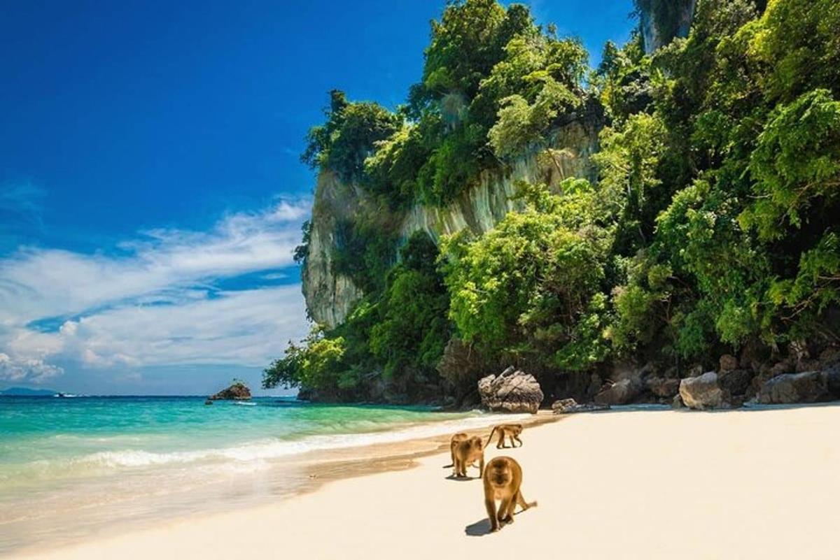hai con chó đang đi dạo trên bãi biển cạnh đại dương