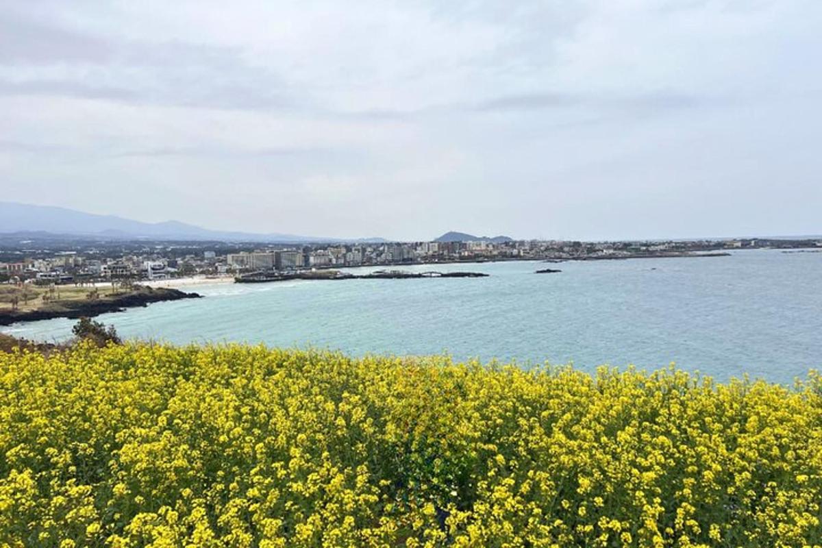 ein Feld mit gelben Blumen neben einem Gewässer