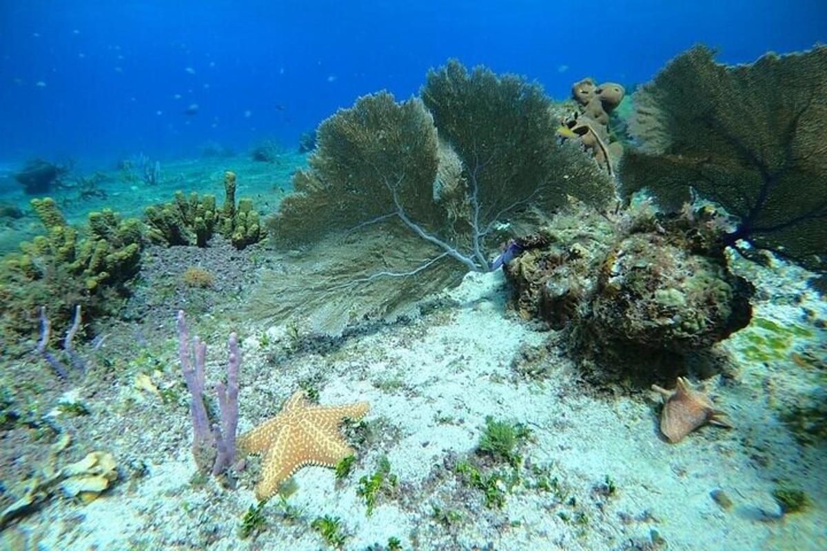 a coral reef with a starfish and other organisms