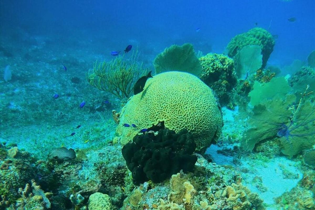 a large fish swimming over a coral reef