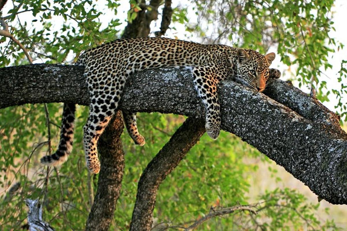 un leopardo sdraiato sulla cima di un ramo di un albero