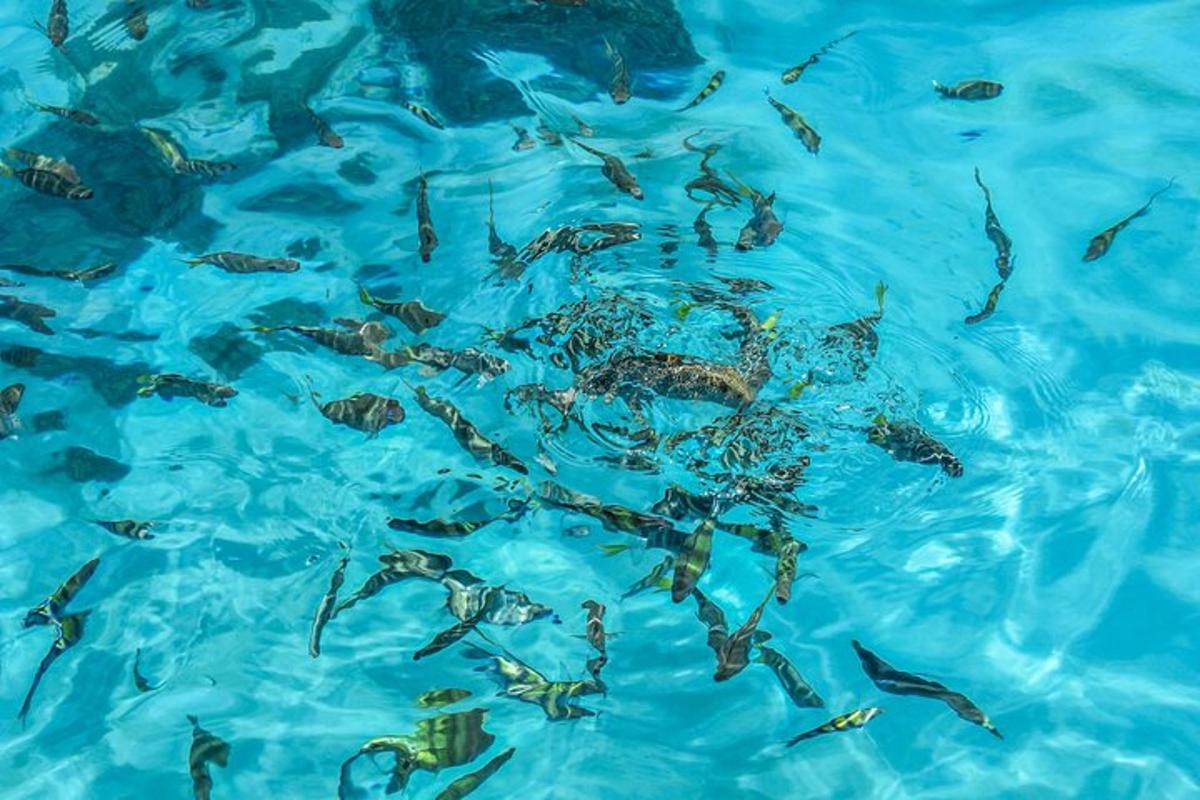 un grup de peixos nedant a l'aigua blava