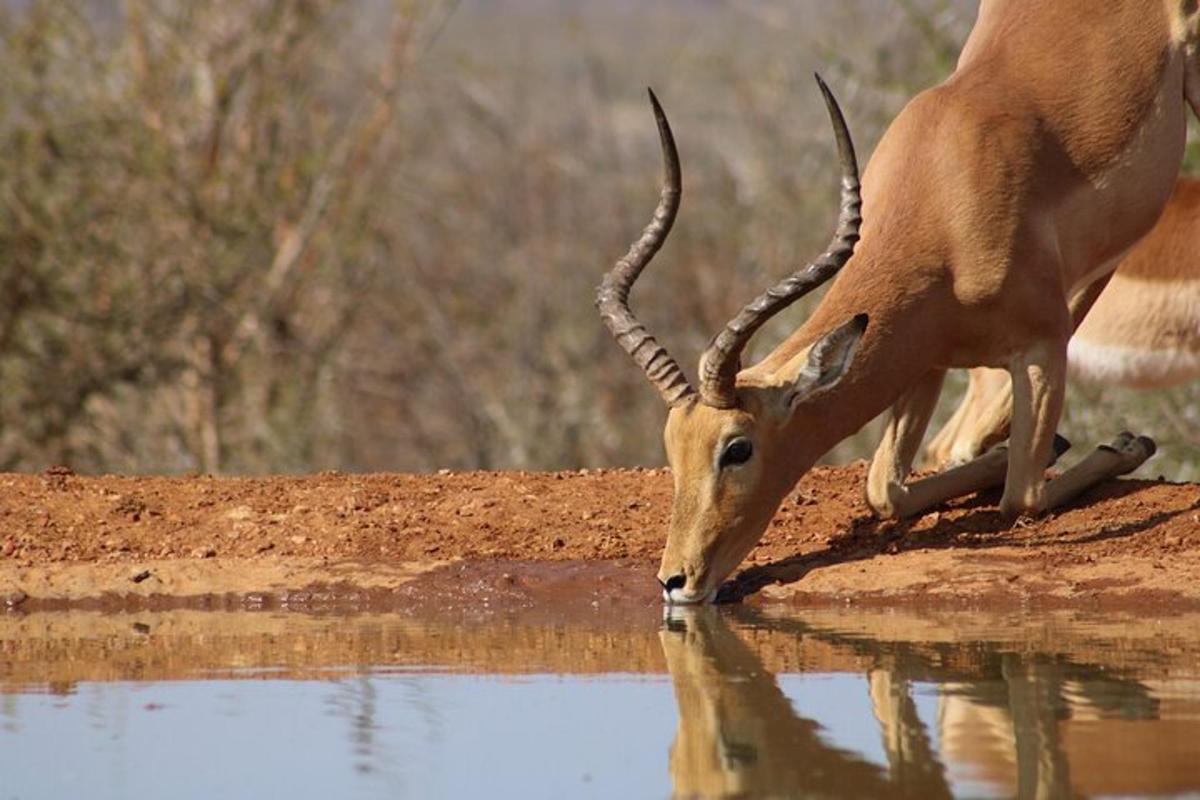 uma gazela bebendo água de um bebedouro