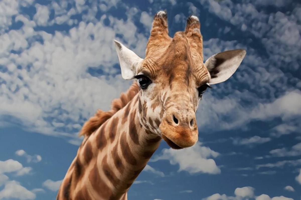 um close de uma girafa contra um céu nublado