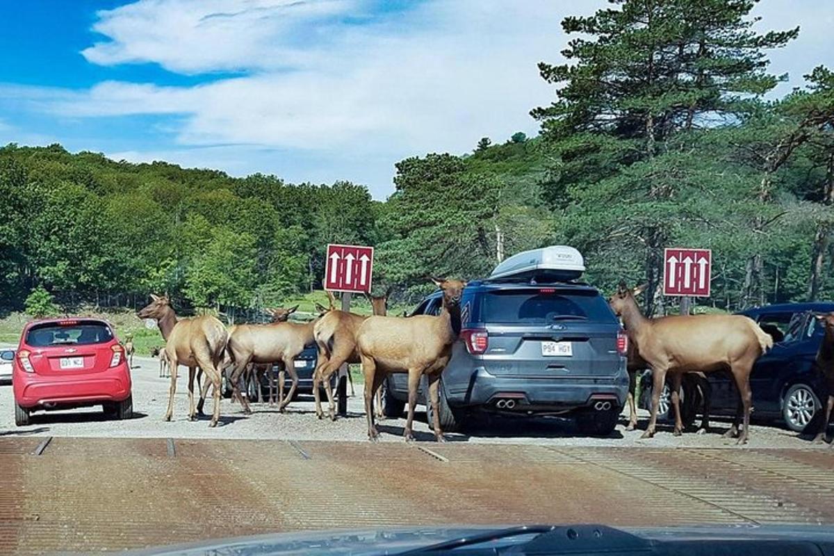 un grup de cavalls en un aparcament amb cotxes